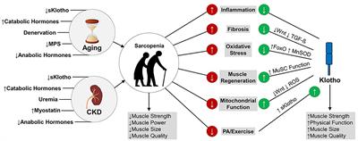 Klotho: An Emerging Factor With Ergogenic Potential